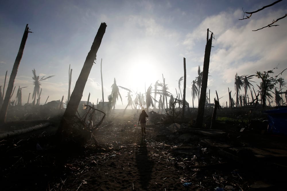 A typhoon survivor walks past damaged trees at typhoon-ravaged Tolosa town, Leyte province, central Philippines, Dec. 9, 2013.