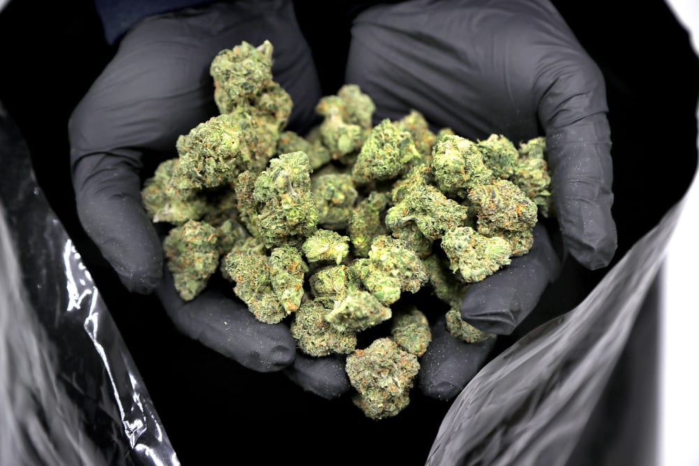 Dried marijuana awaits curing at a cannabis dispensary in Wareham, M.A.