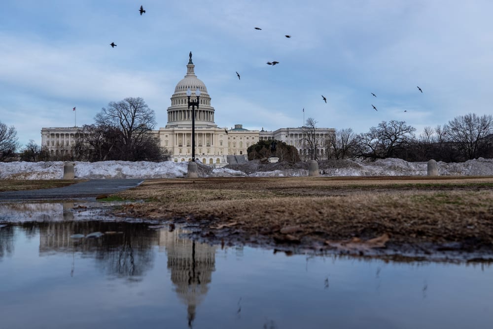 Birds fly around the Capitol, which is seen both in true form and as a reflection in a puddle.