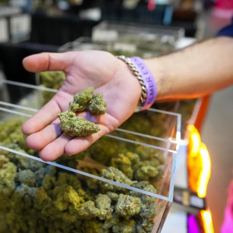 A person hold cannabis flower.