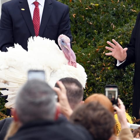 U.S. President Trump Pardons Thanksgiving Turkeys.
