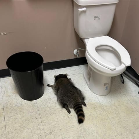A drunk raccoon flat on its stomach between a toilet and a trash can.