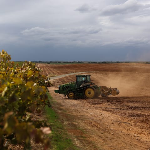 A tractor berms soil for almond trees.