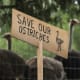 A sign calling for the protection of ostriches at the Universal Ostrich Farms.