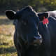 Beef cattle at a farm near Montrose, M.O.
