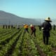 Farm workers on a field