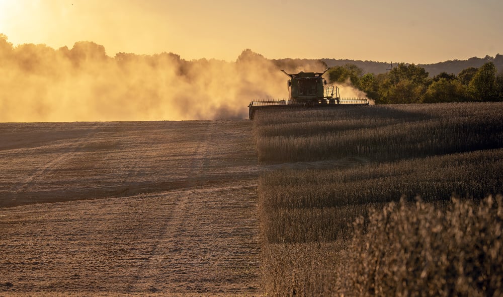 A combine harvests soybeans in Marion, Ky.