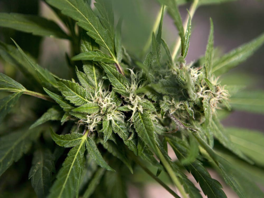 A marijuana plant.