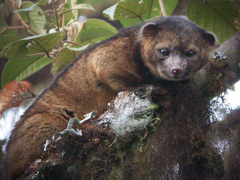 This undated photo provided by the Smithsonian Institution shows an olinguito. (Photo by Mark Gurney/Smithsonian/AP)