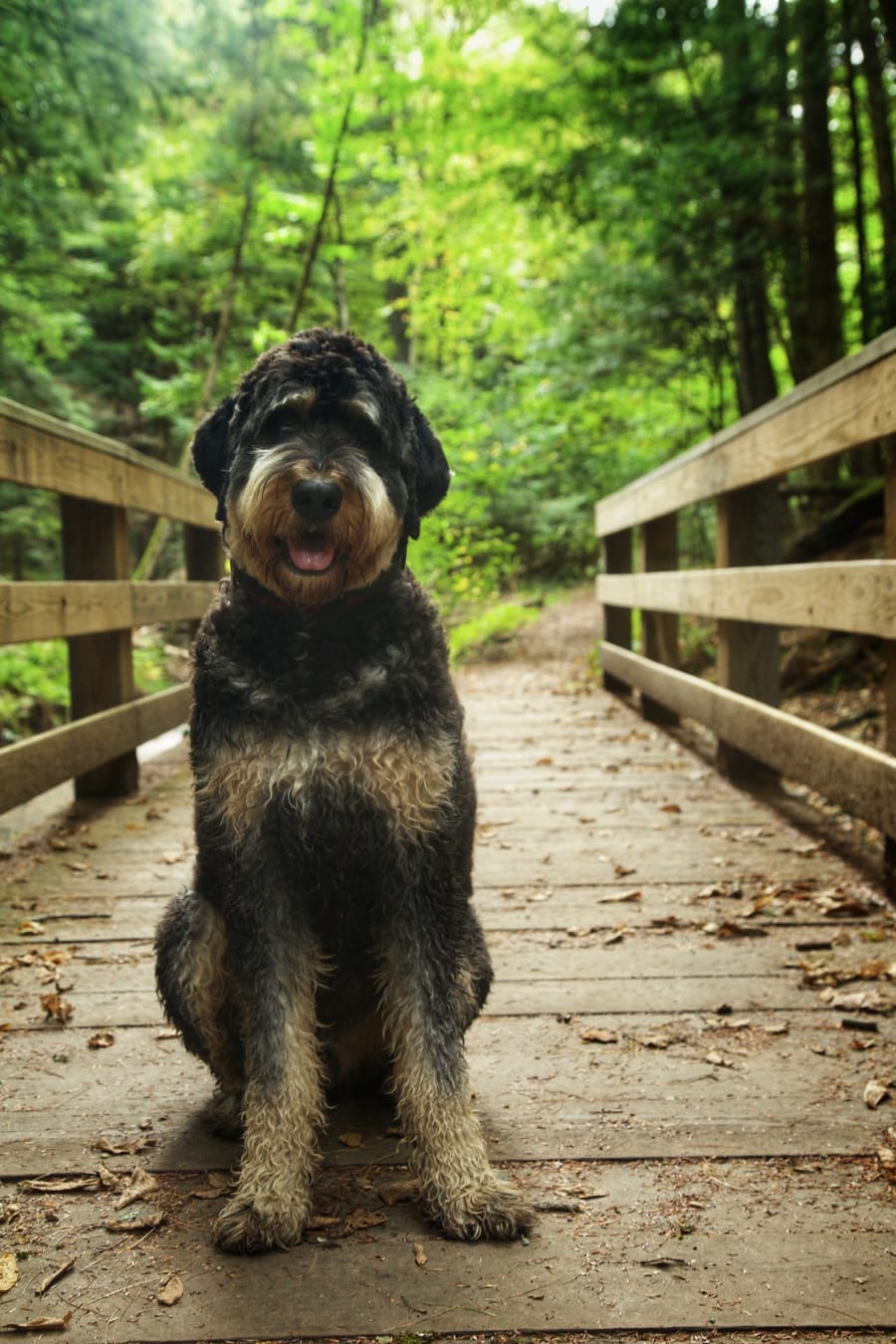 A picture of Hobson, Mika Brzezinski’s Bernadoodle, sitting on a wooden walkway, surrounded by greenery