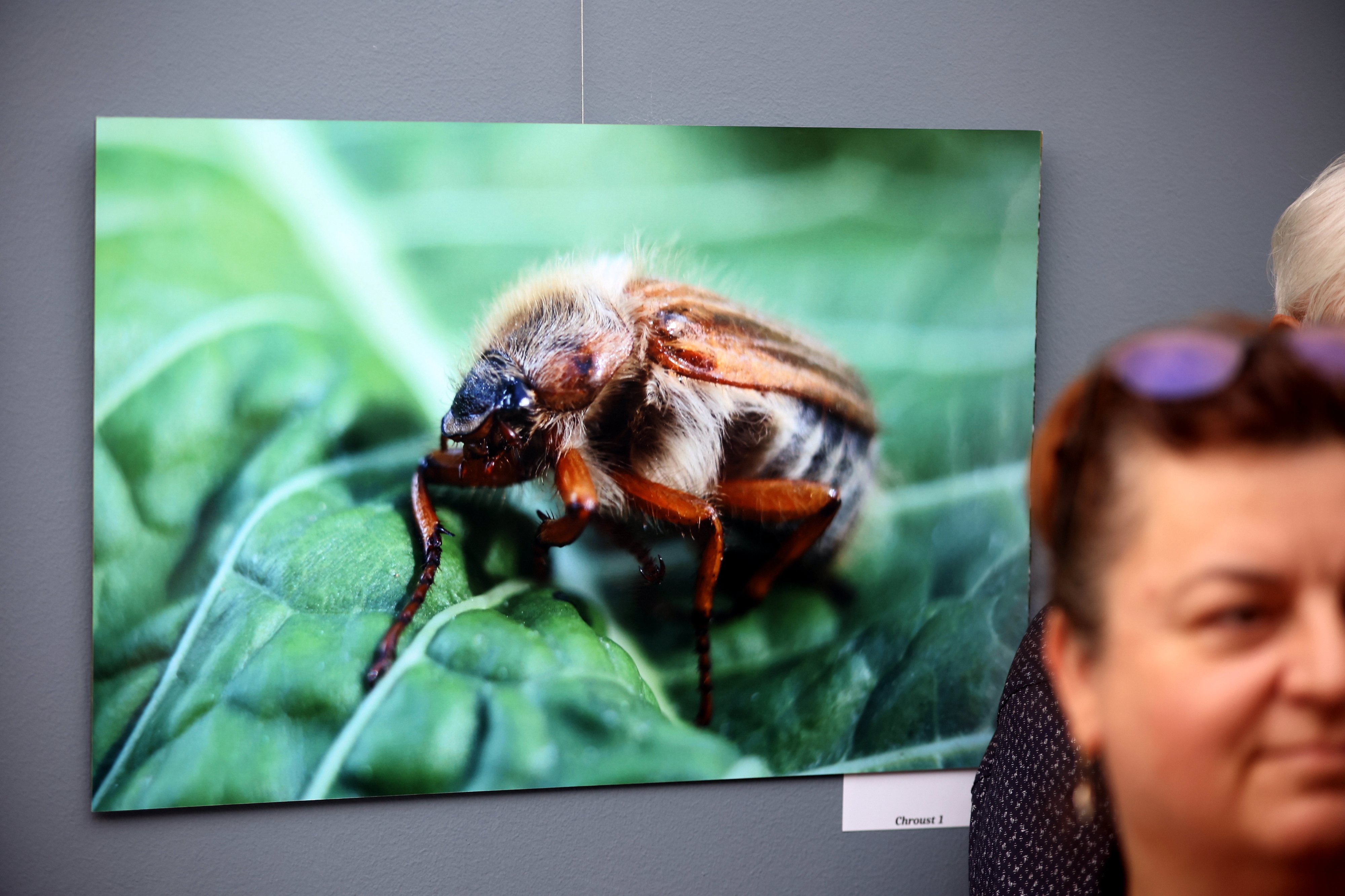 Makrofotografie - Obrázek 9
