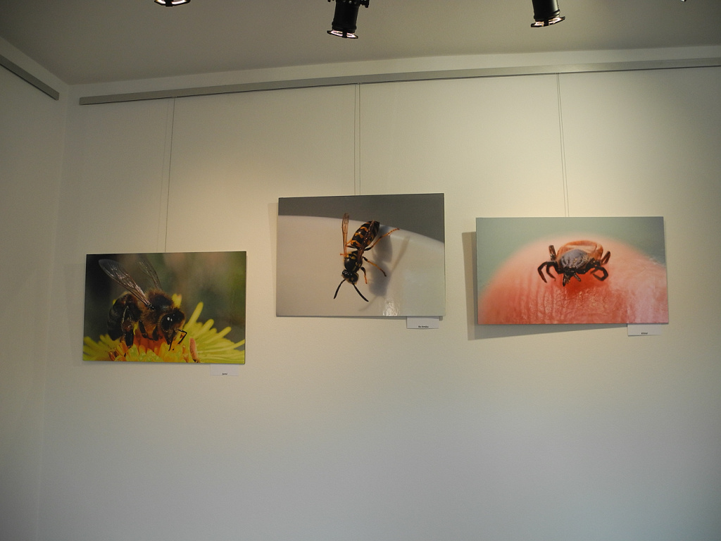 Makrofotografie - Obrázek 15