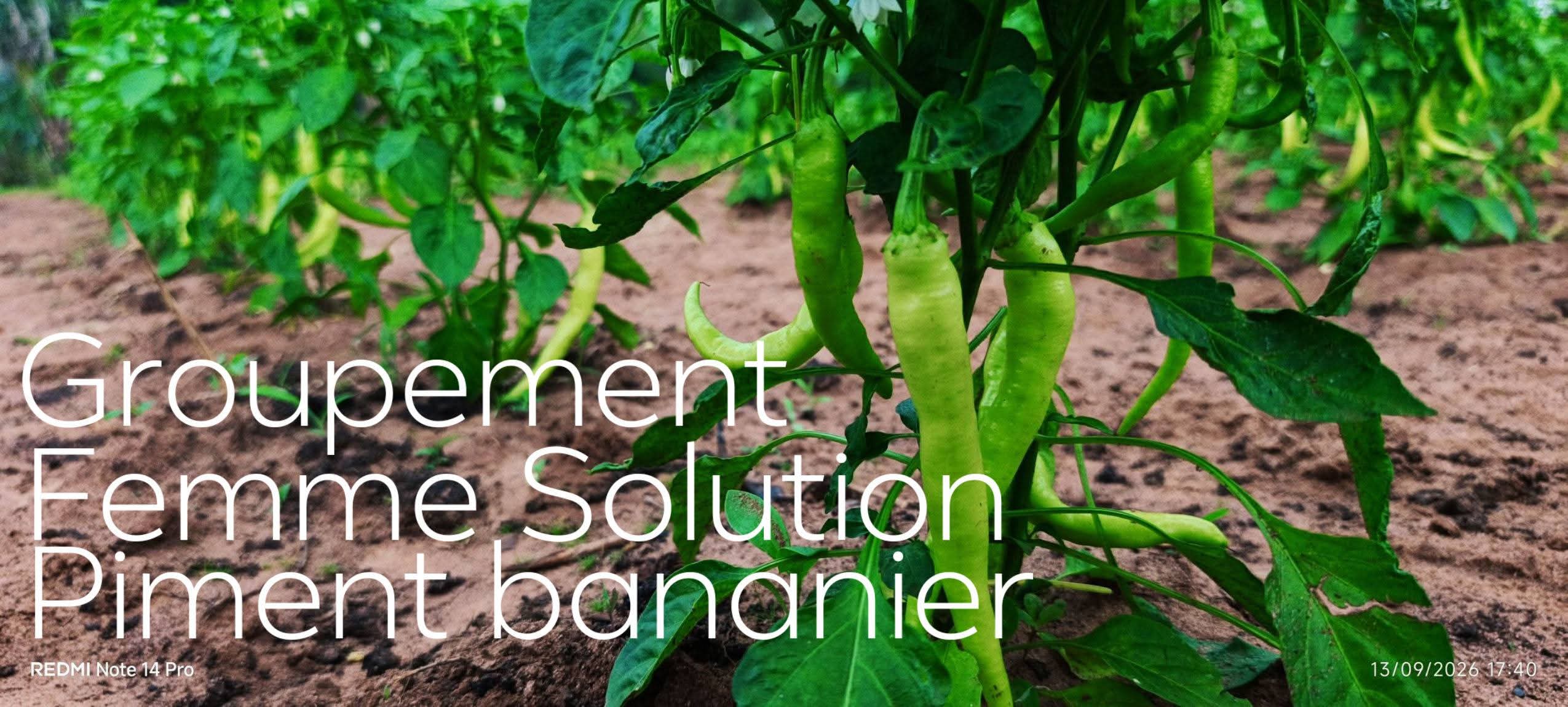 SOUVERAINETÉ ALIMENTAIRE ET RESILIENCE FÉMININE AU BÉNIN: Le Groupement  NYƆNU SINKƆN  impulse le maraîchage biologique