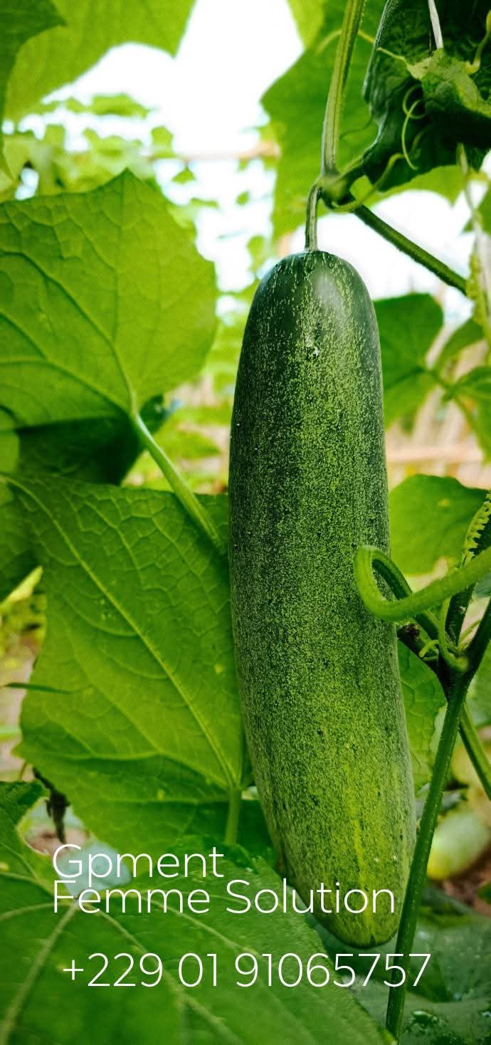 BÉNIN / AUTONOMISATION DES FEMMES ET SÉCURITÉ ALIMENTAIRE :