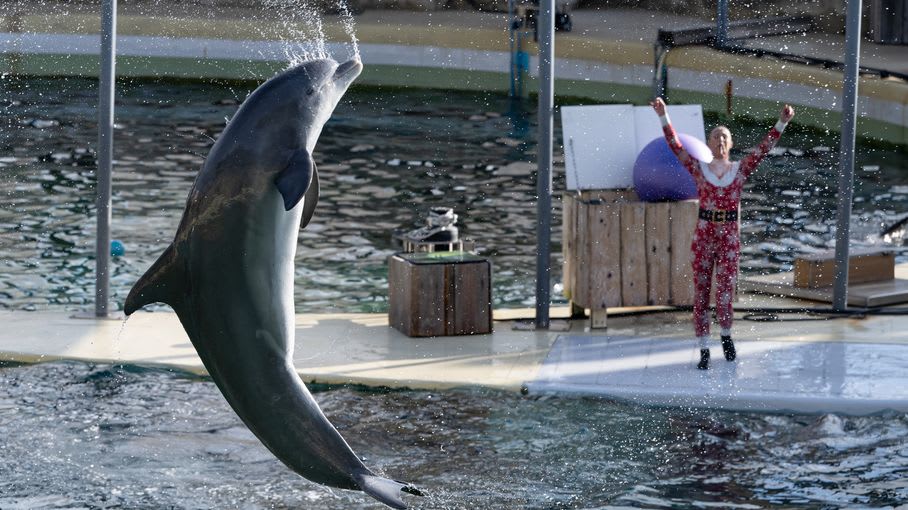 One Voice demande un sanctuaire marin pour les dauphins de Marineland