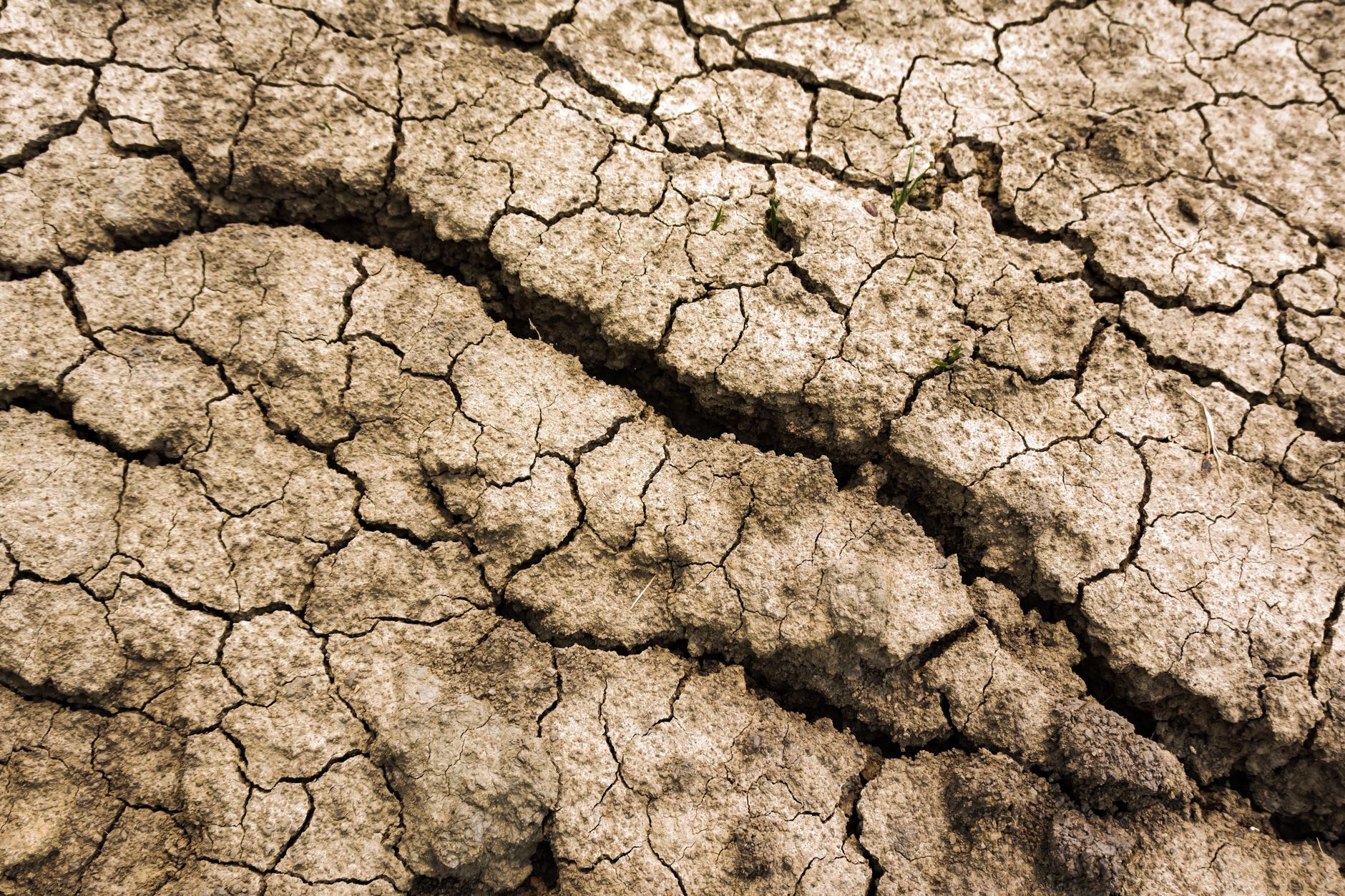 Agriculture française : une crise historique se confirme après un été caniculaire