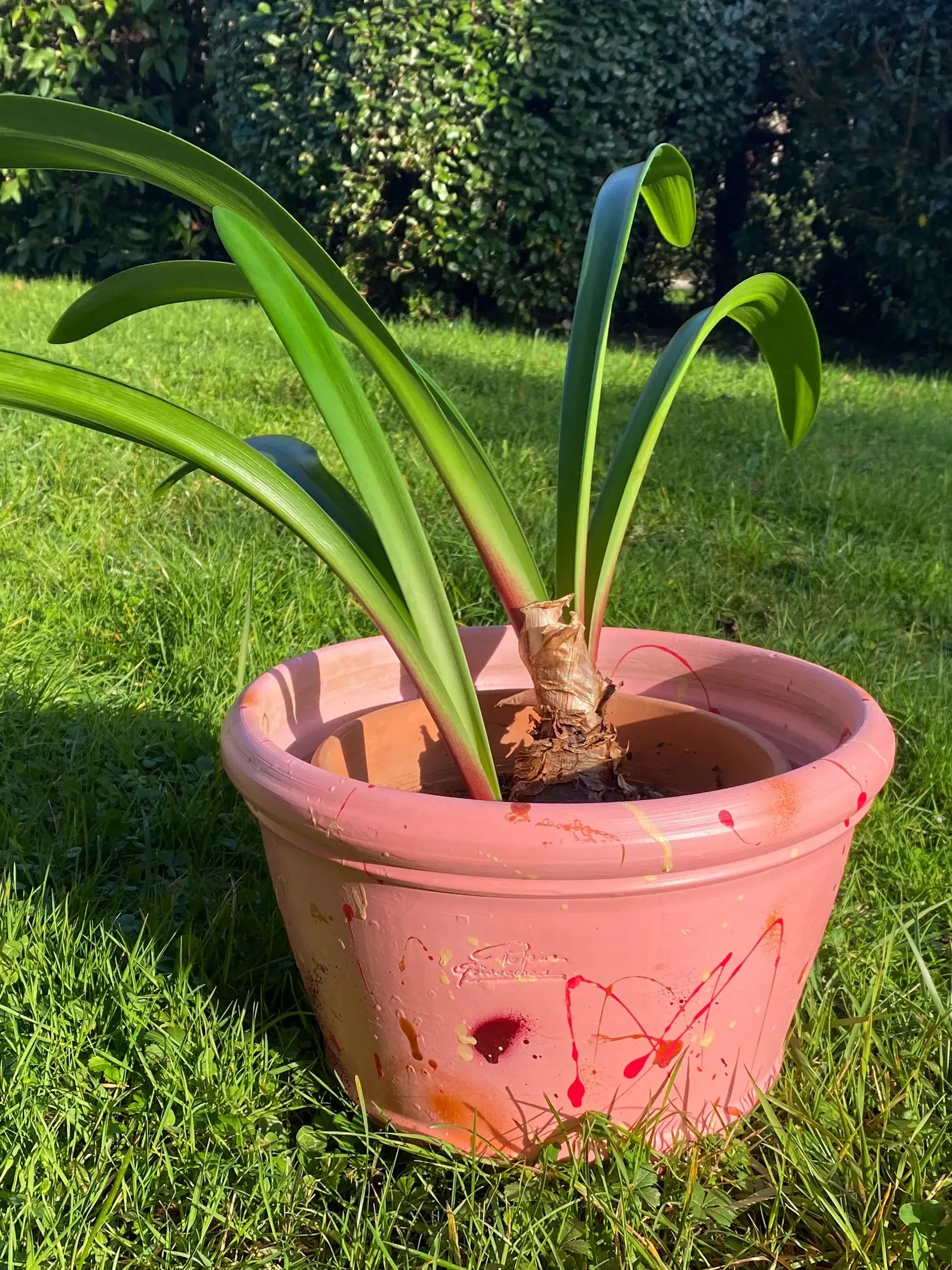 Pot rose (grand format) 1