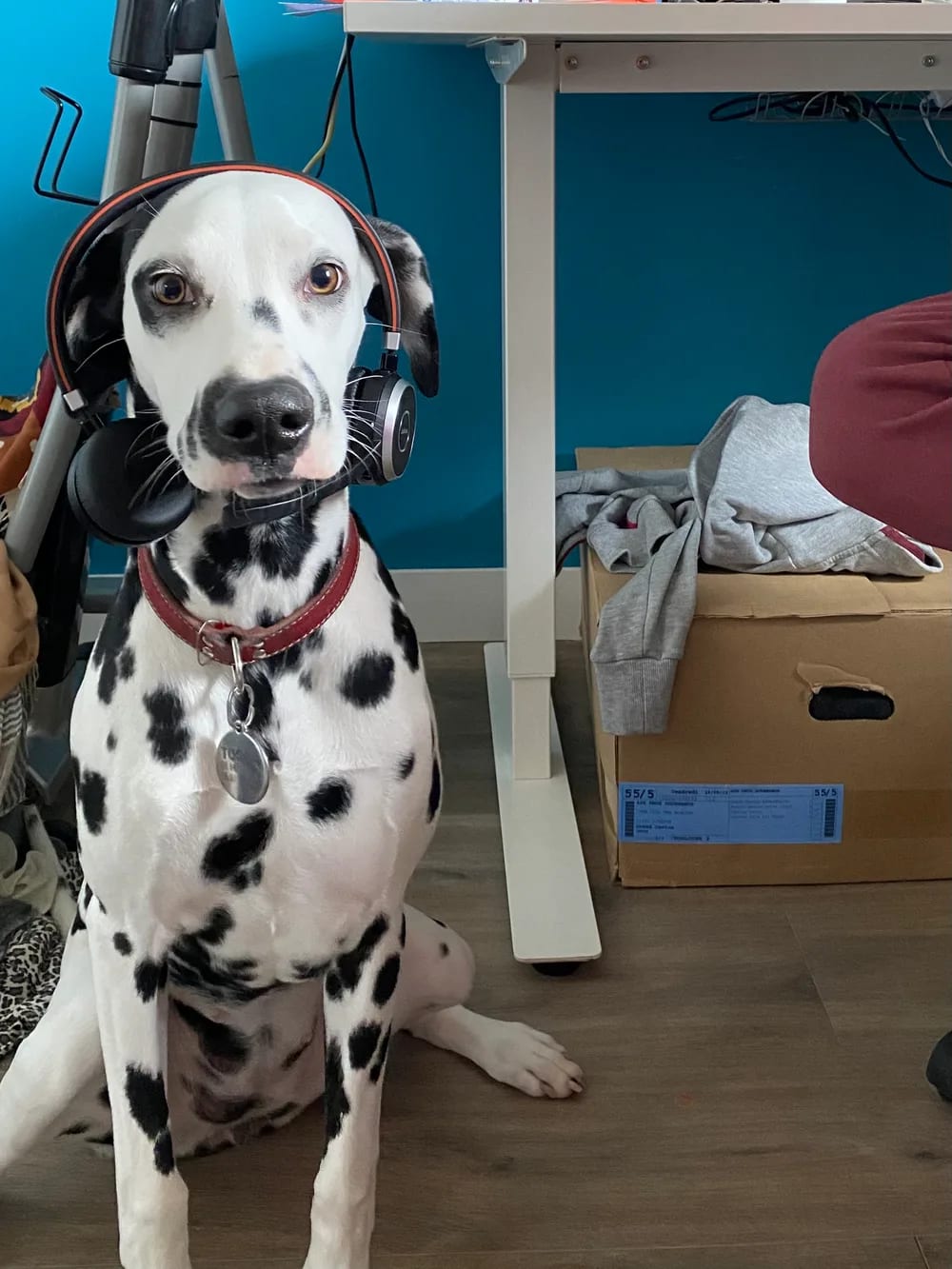 La photo de départ : un dalmatien
