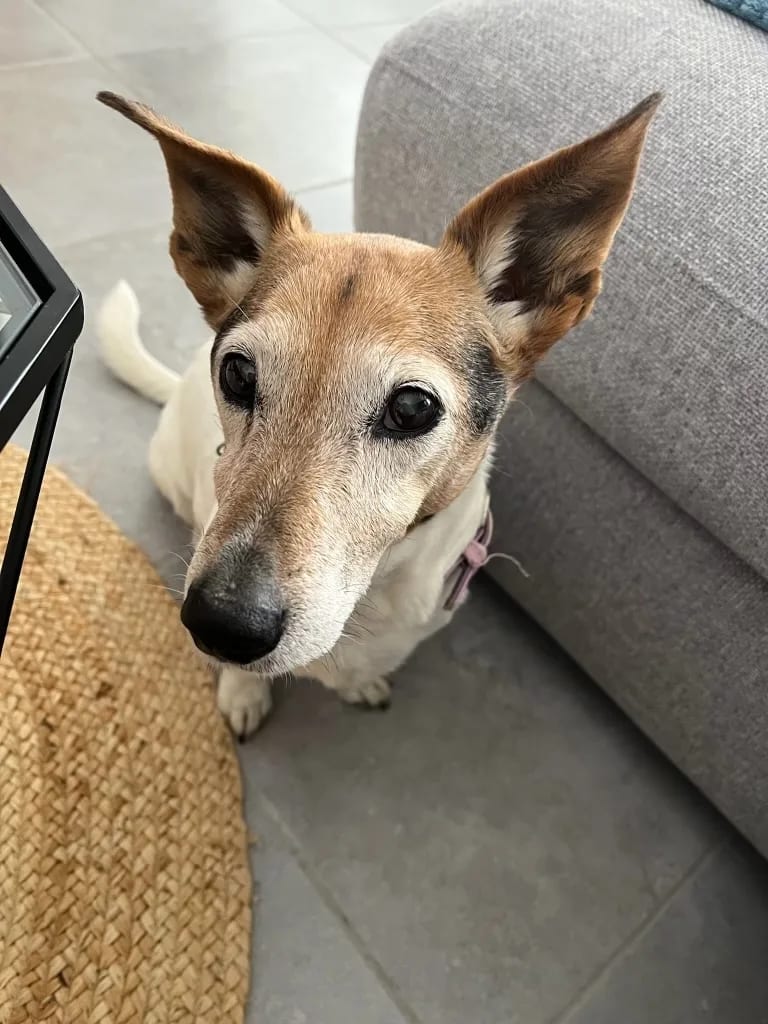La photo de départ : un jack russell