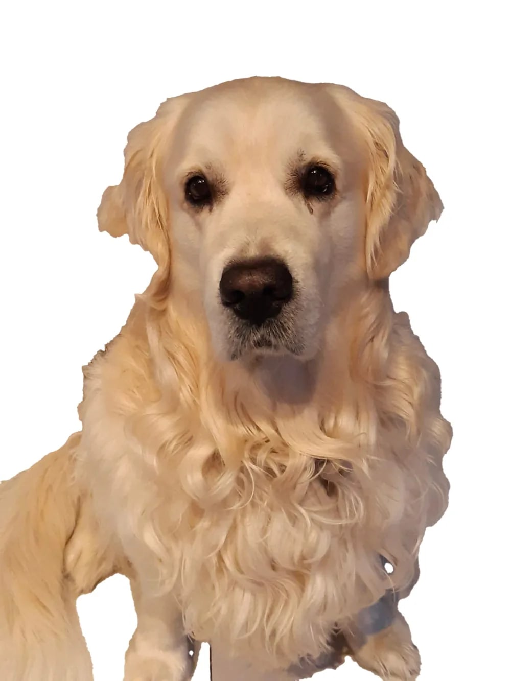La photo de départ : Inox, golden retriever