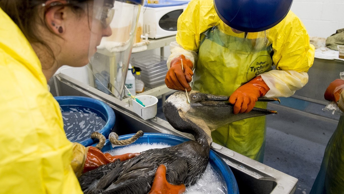 The image captures a bird rescue and cleaning operation inside a laboratory-like setting. One worker holds the bird gently while another uses a swab to clean around its beak. Both individuals are wearing full protective gear, including aprons and face shields, ensuring safety during the decontamination process.