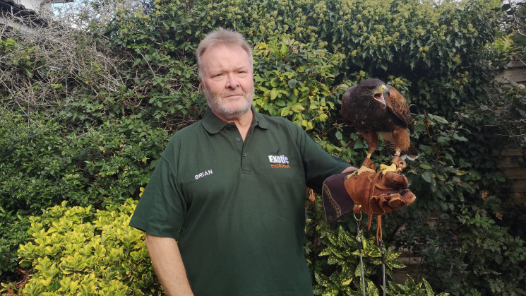Animal Carer, Brian, with a harris hawk