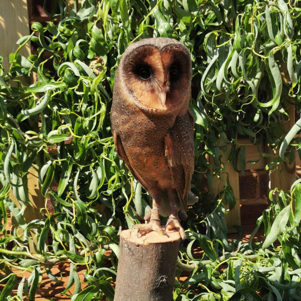 Twyla, our Black Barn Owl