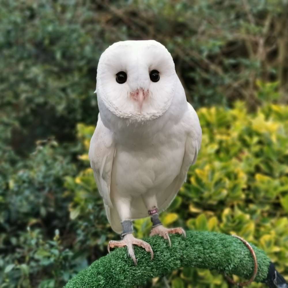 Bubo, our White Barn Owl