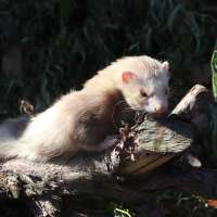 Ferret on a log