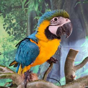 Blue and Gold Macaw on perch with green background