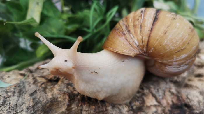 one of our giant african snails, named Gary