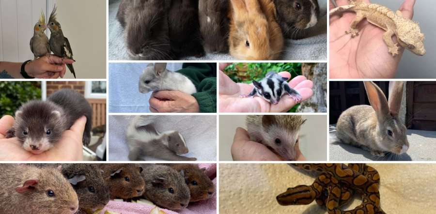 Animal Breeder Exoric Animals For Sale Top Breeding Exotic Animals