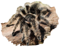 Fluffy the Tarantula with a transparent background