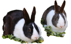 Thistle and Bracken the Rabbits with a transparent background