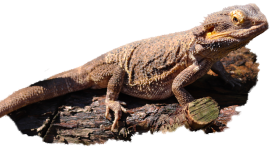 Reptar the Bearded Dragon with a transparent background