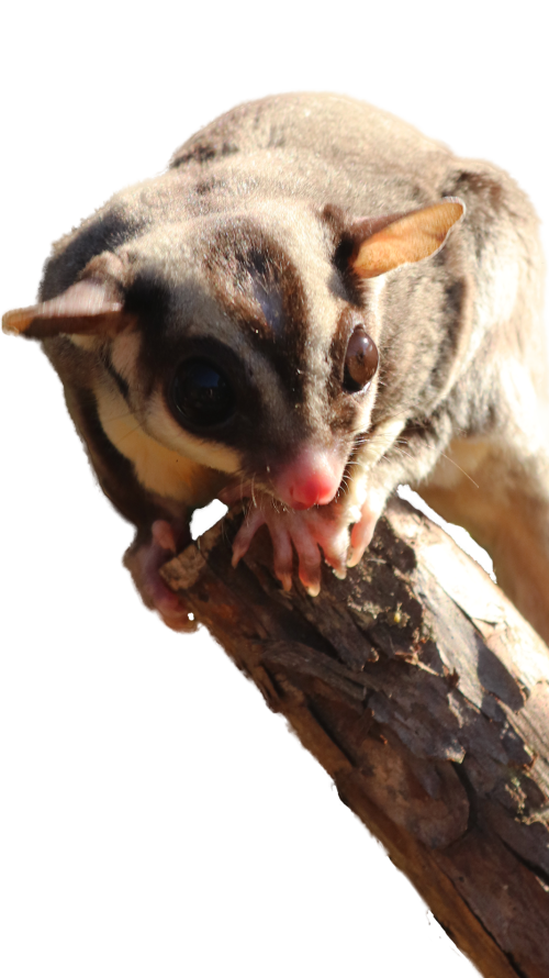 Luka the sugar glider as a background image