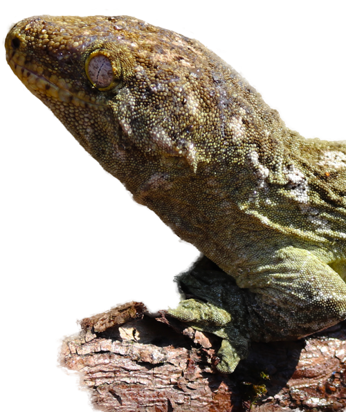 Littlefoot the giant gecko as a background image