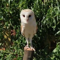 White Barn Owl on perch