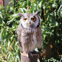 White Faced Owl on perch