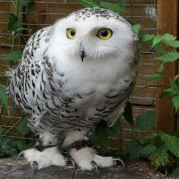 Snowy Owl on perch