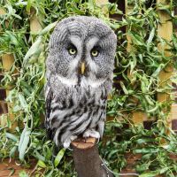 Great Grey Owl on perch