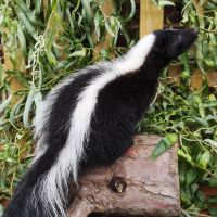 Skunk on a log