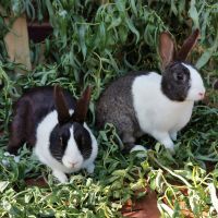 2 Dutch Rabbits on table with green background