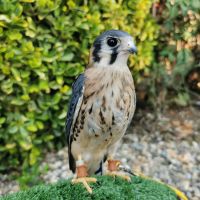 American Kestrel on perch