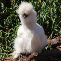 Silkie Chicken on perch