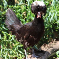 Polish Chicken on perch