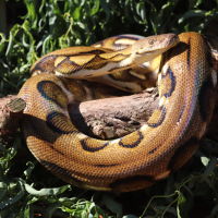 Reticulated Python wrapped around a log