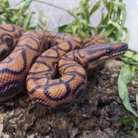 Brazilian Rainbow Boa wrapped around a log