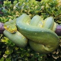 Green Tree Python wrapped around a log