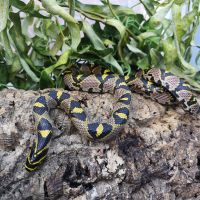 Mandarin Rat Snake wrapped around a log